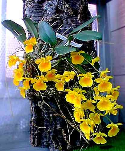 Dendrobium aggregatum